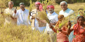 Rahul Gandhi Chhattisgarh Paddy: छत्तीसगढ़ दौरे पर कांग्रेस सांसद राहुल गांधी ने किसानों के साथ धान की फसल की कटाई की।