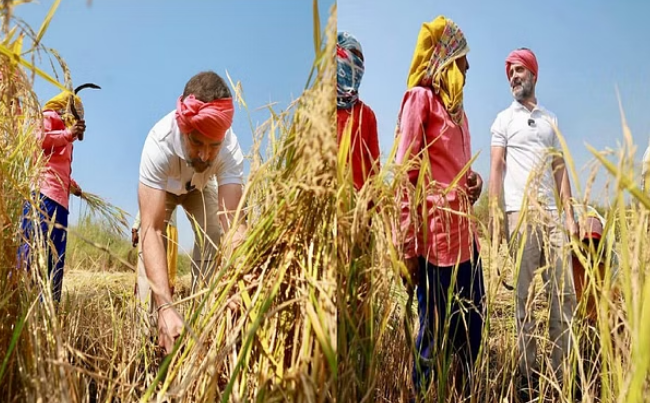 CG Chunav 2023, Rahul Gandhi harvested paddy in Raipur, reached field with a towel on his head and a sickle