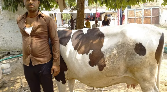 Damoh Cow