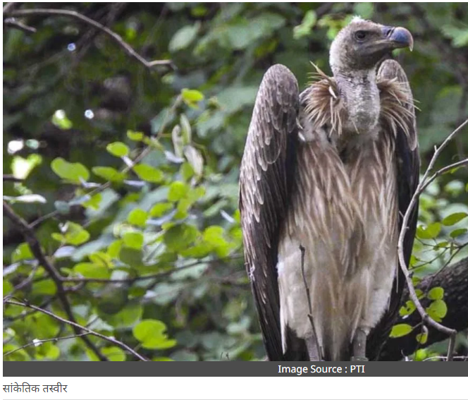 White-Backed Vulture