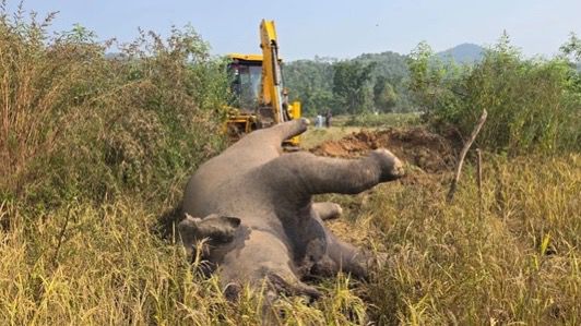 तखतपुर रेंज में हाथी की मौत, पिता व पुत्र गए जेल…